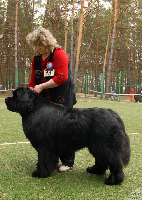 Фото: ньюфаундленд King of Helluland I'm Precious