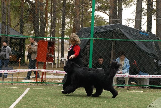 Фото: ньюфаундленд King of Helluland I'm Precious