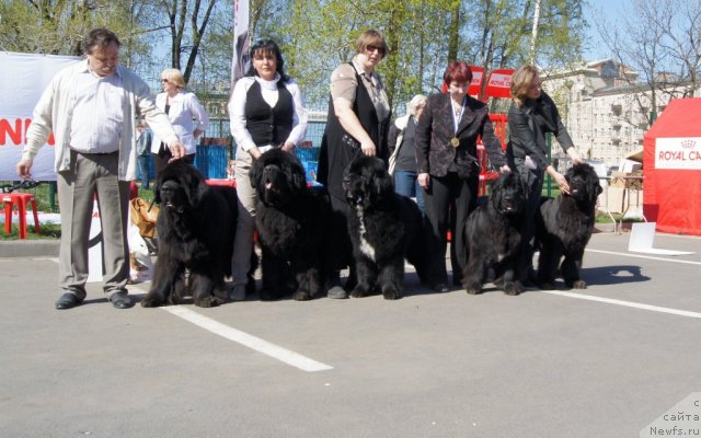 Фото: ньюфаундленд Cayuga Mescalero, ньюфаундленд Смигар Нансен Неустрашимый (Smigar Nansen Neustrashimy), ньюфаундленд Смигар Шаловливый Медведь (Smigar Shalovlivy Medved), ньюфаундленд Бьянка Седьмое Чудо Света, ньюфаундленд Смигар Нимфея Неотразимая (Smigar Nimfeya Neotrazimaya)