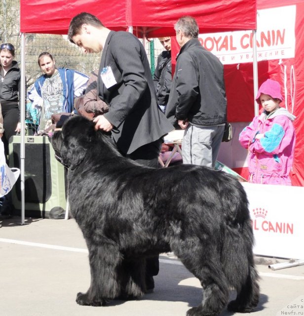 Фото: ньюфаундленд Смигар Иеремия Ивент Магик (Smigar Ieremiya Ivent Magik)