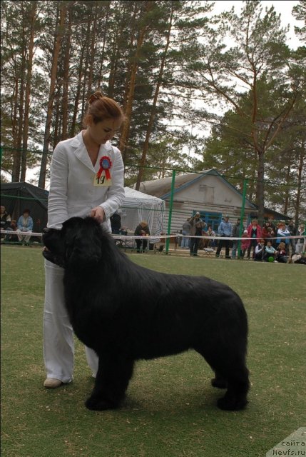 Фото: ньюфаундленд Акватория Келвин Золотой Медведь (Aquatoriya Kelvin Zolotoy Medved)