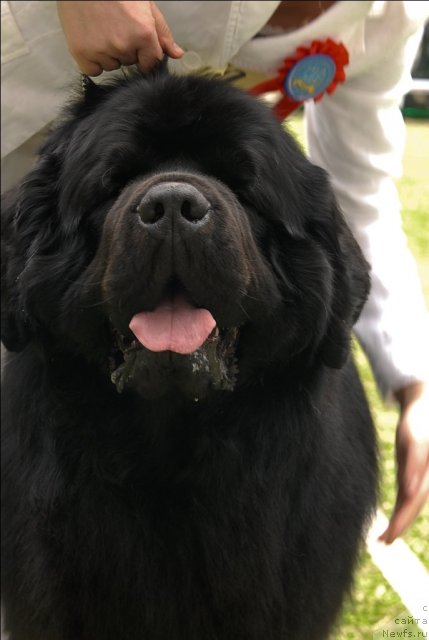 Фото: ньюфаундленд Акватория Келвин Золотой Медведь (Aquatoriya Kelvin Zolotoy Medved)