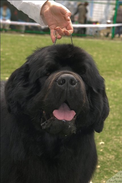 Фото: ньюфаундленд Акватория Келвин Золотой Медведь (Aquatoriya Kelvin Zolotoy Medved)