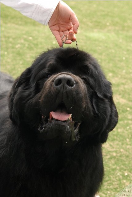 Фото: ньюфаундленд Акватория Келвин Золотой Медведь (Aquatoriya Kelvin Zolotoy Medved)