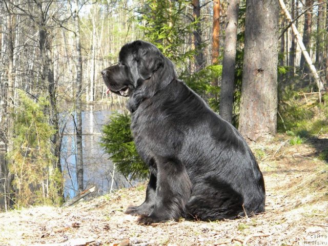 Фото: ньюфаундленд Акватория Келвин Кадриль (Aquatoriya Kelvin Kadril)