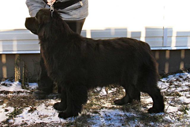 Фото: ньюфаундленд Виконтесса из Медвежьего Яра (Vikontessa iz Medvejyego Yara)