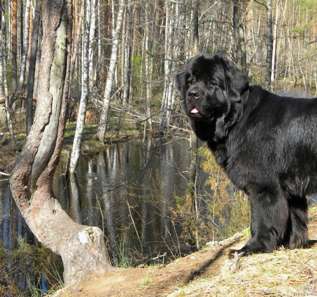 Фото: ньюфаундленд Акватория Келвин Кадриль (Aquatoriya Kelvin Kadril)