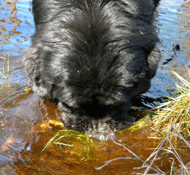 Фото: ньюфаундленд Акватория Келвин Кадриль (Aquatoriya Kelvin Kadril)