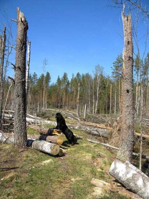 Фото: ньюфаундленд Акватория Келвин Кадриль (Aquatoriya Kelvin Kadril)