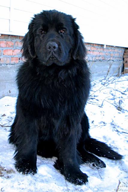 Фото: ньюфаундленд Виконтесса из Медвежьего Яра (Vikontessa iz Medvejyego Yara)