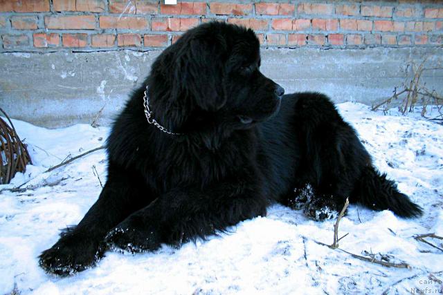 Фото: ньюфаундленд Виконтесса из Медвежьего Яра (Vikontessa iz Medvejyego Yara)