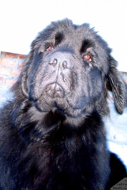 Фото: ньюфаундленд Виконтесса из Медвежьего Яра (Vikontessa iz Medvejyego Yara)