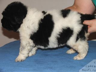 Фото: ньюфаундленд Плюшевая Панда Леди Гамильтон