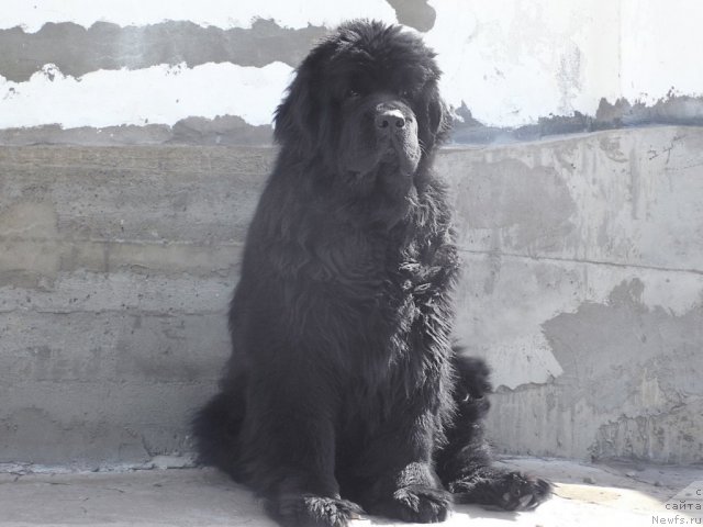 Фото: ньюфаундленд Супер Премиум Амелия Экшен