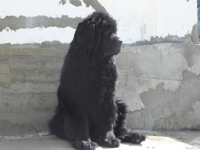 Фото: ньюфаундленд Супер Премиум Амелия Экшен