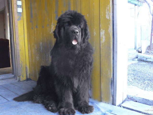 Фото: ньюфаундленд Супер Премиум Амелия Экшен