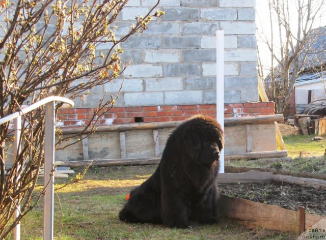 Фото: ньюфаундленд Их Высочество Владлена Маджикс