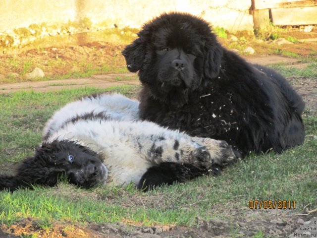 Фото: ньюфаундленд Их Высочество Владлена Маджикс, ньюфаундленд Супер Бизон Екатеринбург (Super Bizon Ekaterinburg)