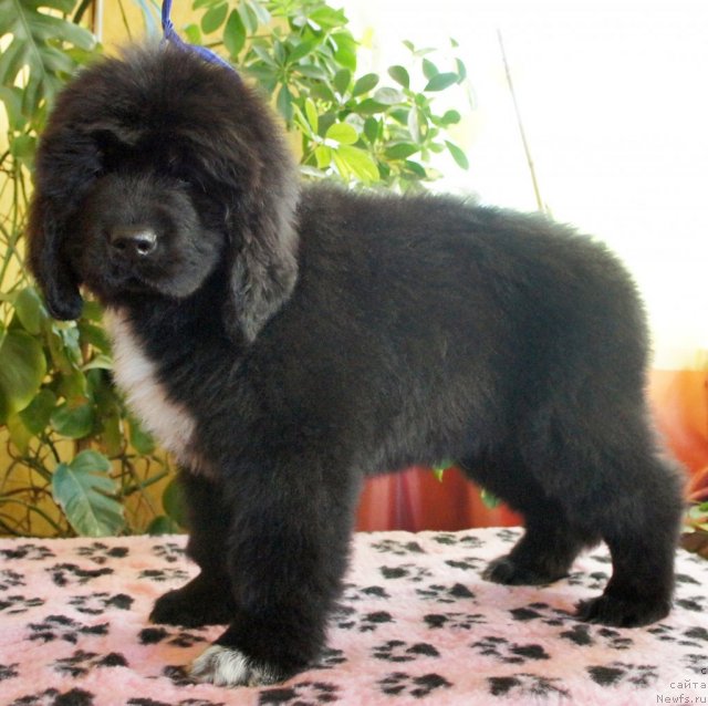 Фото: Piternyuf El Dorado 2 месяца