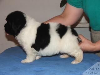 Фото: ньюфаундленд Плюшевая Панда Ла Белла