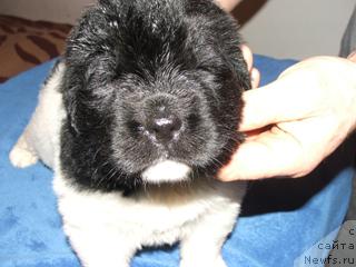 Фото: ньюфаундленд Плюшевая Панда Ла Белла