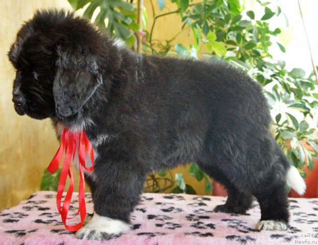 Фото: Piternyuf Enigma 2 месяца