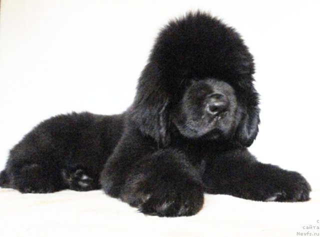 Фото: ньюфаундленд Бегущая по Волнам Дансинг Квин (Beguschaya po Volnam Dancing Queen)