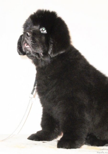 Фото: ньюфаундленд Бегущая по Волнам Дансинг Квин (Beguschaya po Volnam Dancing Queen)