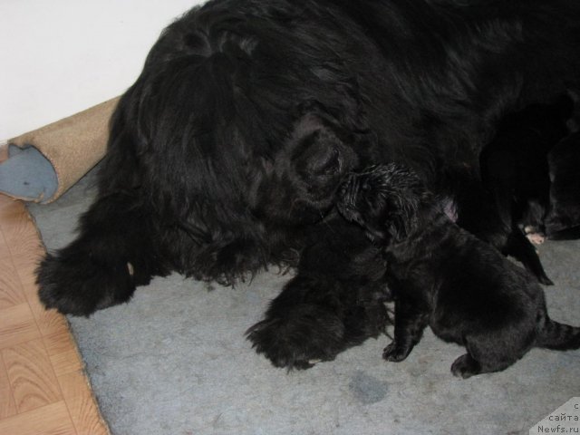 Фото: ньюфаундленд Женифер из Медвежьего Яра, ньюфаундленд Госпожа Удача от Сибирского Медведя