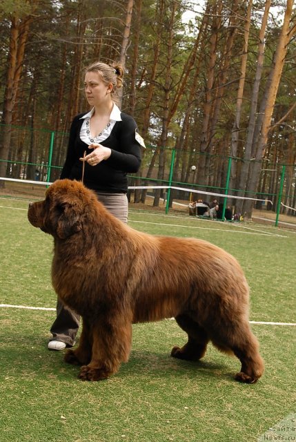 Фото: ньюфаундленд Командор из Медвежьего Яра