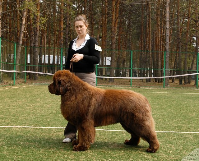 Фото: ньюфаундленд Командор из Медвежьего Яра