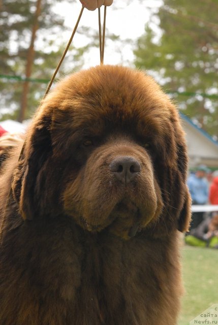Фото: ньюфаундленд Командор из Медвежьего Яра