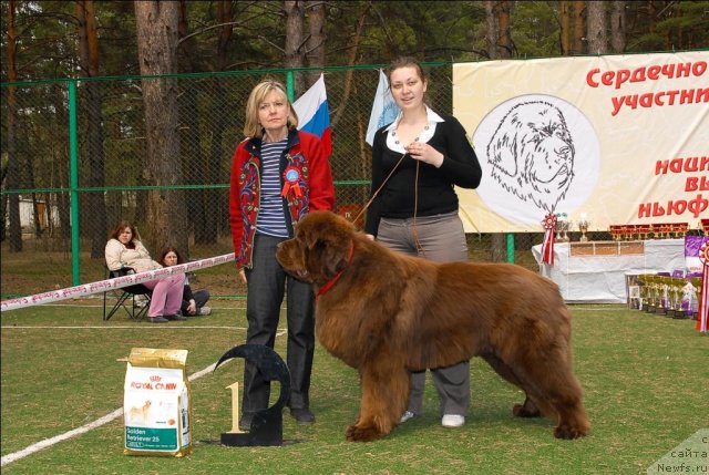 Фото: ньюфаундленд Командор из Медвежьего Яра
