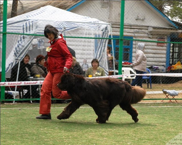 Фото: ньюфаундленд Обуш Шед Юдашкин Стиль (Obush Shed Yudashkin Stil)