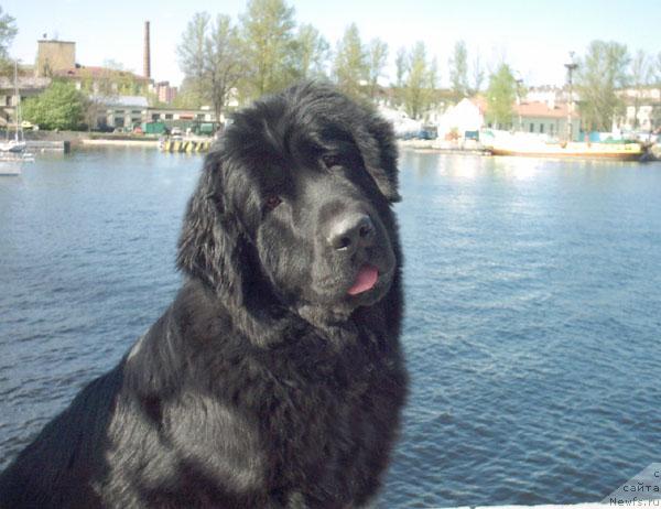 Фото: ньюфаундленд Смигар Розовая Пантера