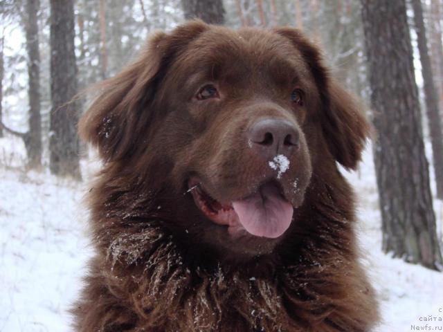Фото: ньюфаундленд Лесная Сказка Изольда