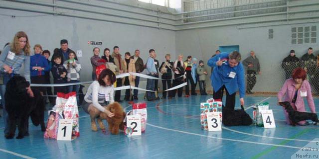 Фото: ньюфаундленд Чарующая Ночь от Марлеон Дусвик (Charuyuschaya Noch ot Marleon Dusvik), Анастасия Мищенко