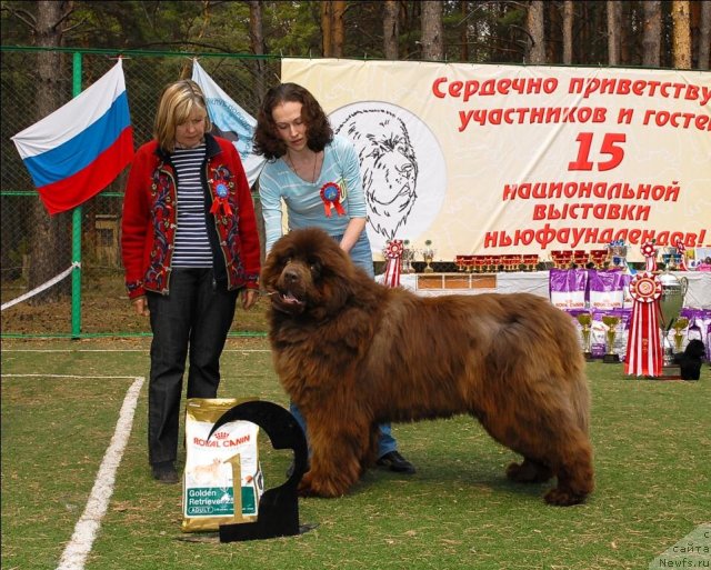 Фото: ньюфаундленд Милуко из Аркаима