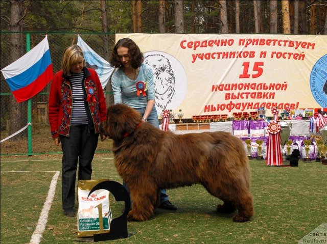 Фото: ньюфаундленд Милуко из Аркаима