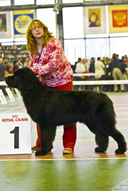 Фото: ньюфаундленд Сент Джонс Калипсо (Sent Djons Kalipso), Юлия Ястребова
