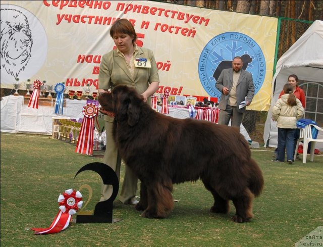 Фото: ньюфаундленд Супер Премиум Брабус