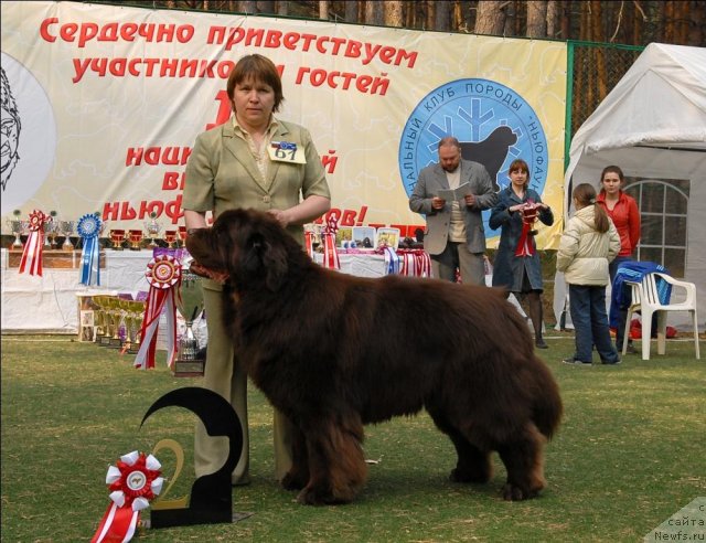 Фото: ньюфаундленд Супер Премиум Брабус