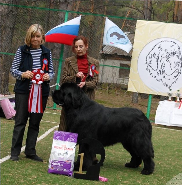 Фото: ньюфаундленд Акватория Келвин Килиманджаро (Aquatoriya Kelvin Kilimandzharo)