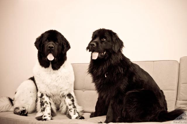 Фото: ньюфаундленд Супер Бизон Арго (Super Bizon Argo), ньюфаундленд Потап Парис