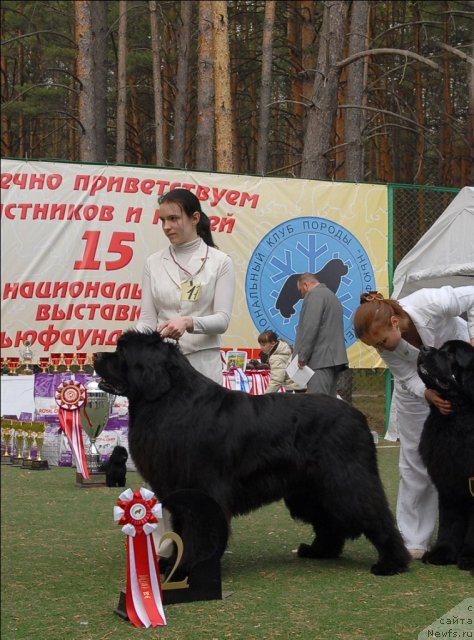 Фото: ньюфаундленд Филипп Голд Стар