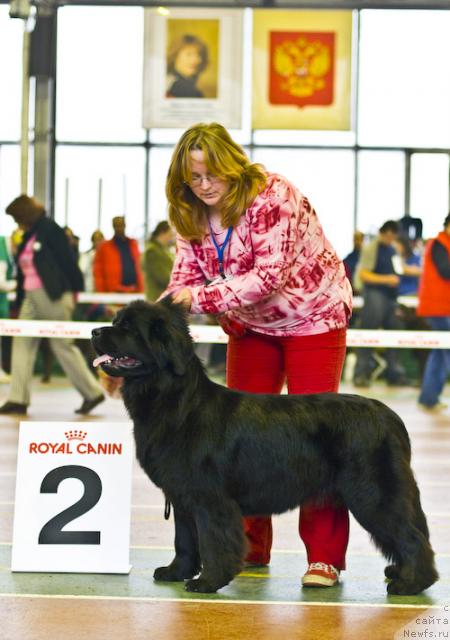 Фото: ньюфаундленд Шанежка из Калачинска, Юлия Ястребова