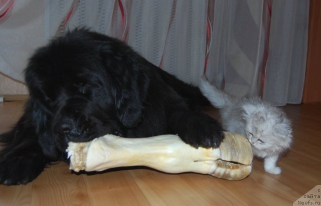 Фото: ньюфаундленд Формула Любви от Сибирского Медведя