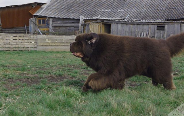 Фото: ньюфаундленд Супер Премиум Брабус