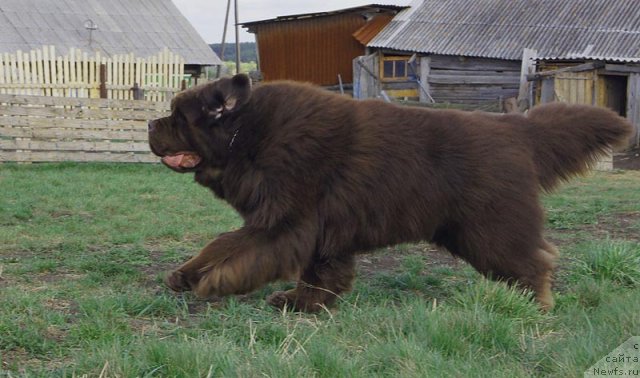 Фото: ньюфаундленд Супер Премиум Брабус