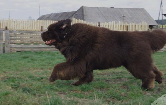 Фото: ньюфаундленд Супер Премиум Брабус